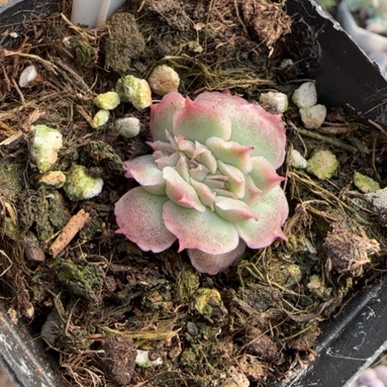 96虾饺缀多肉植物多