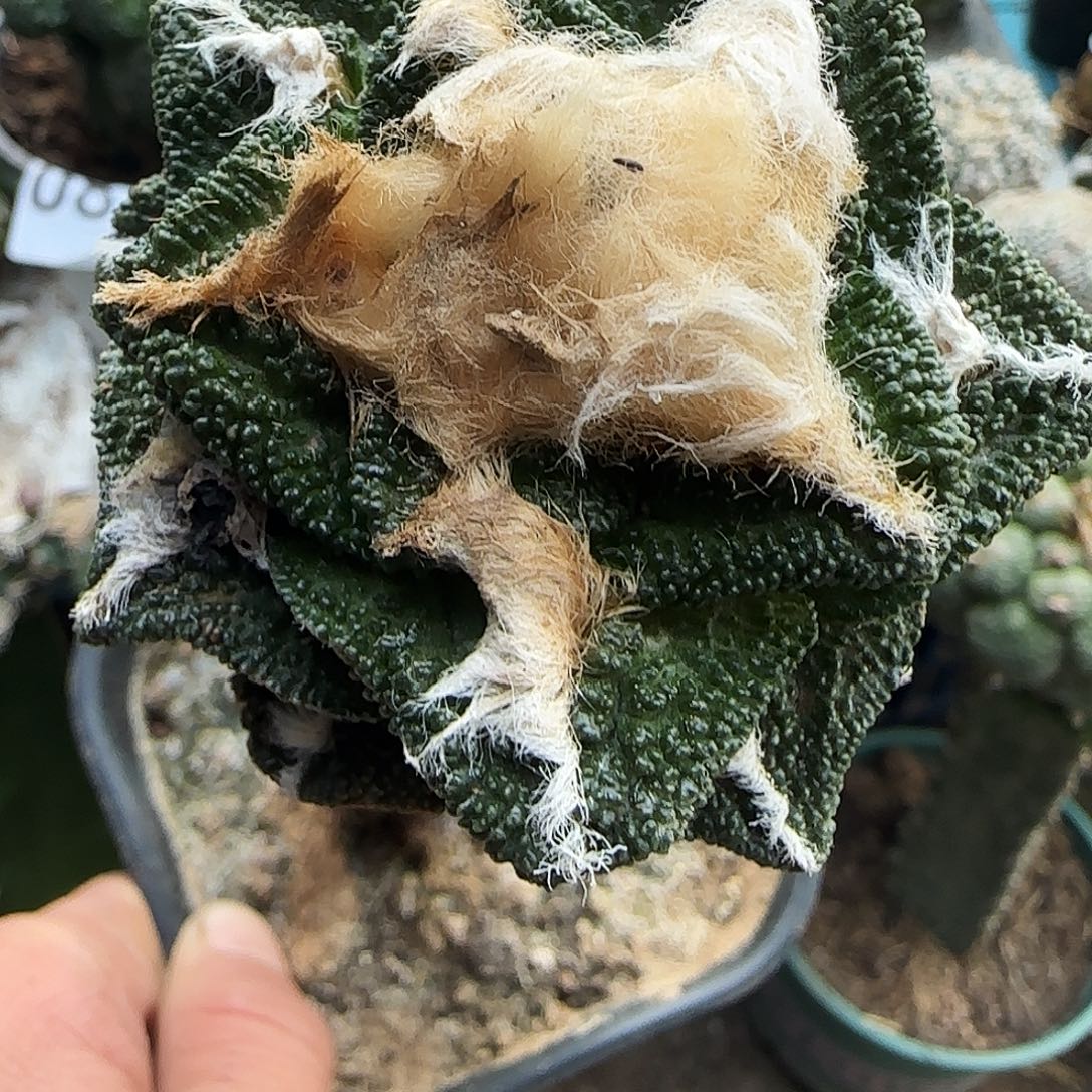 大尤辛顿016仙人球开花