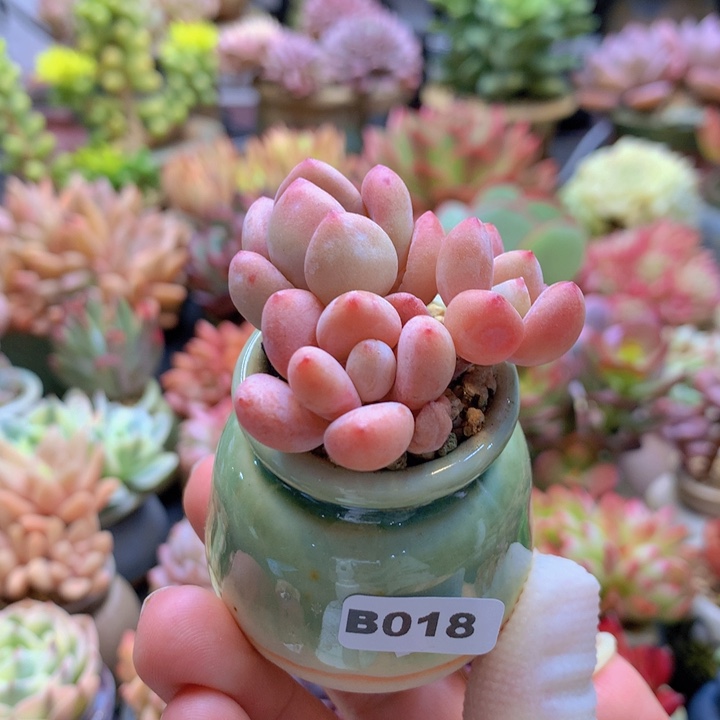 一物一拍含盆土满38包邮B018