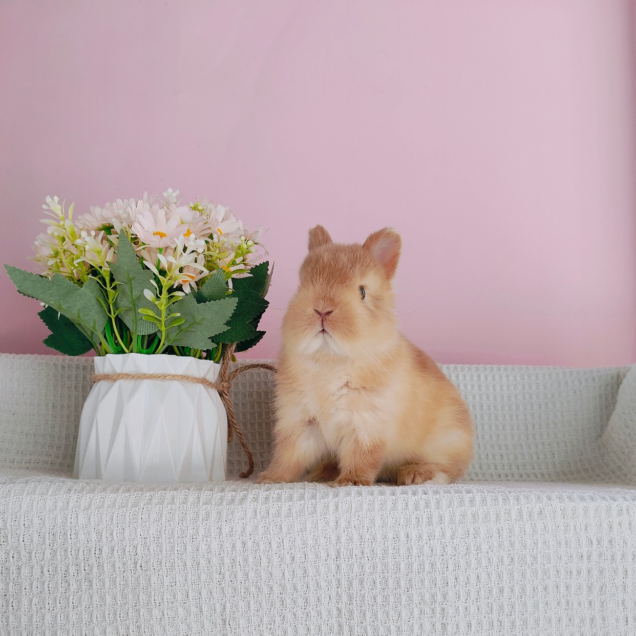 双血统迷你小体侏儒兔宠物兔儿童宠物兔北京宠物