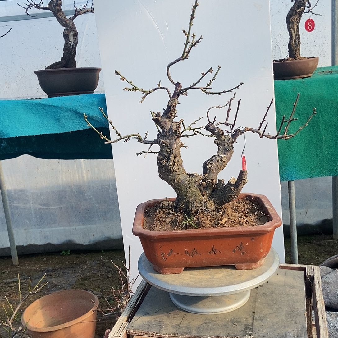 L***L全部花苞野梅嫁接双色梅