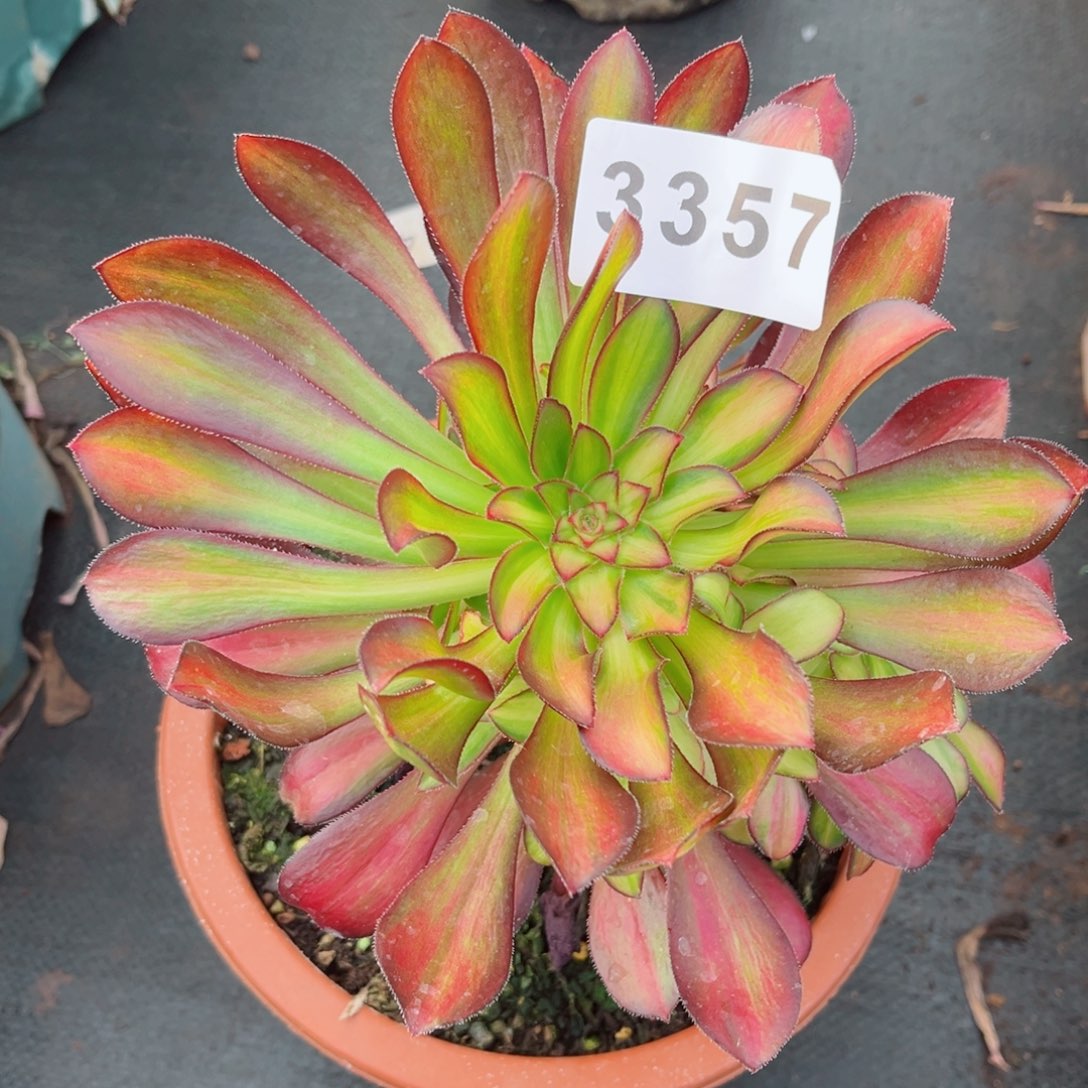 魅力锦多肉发货发货