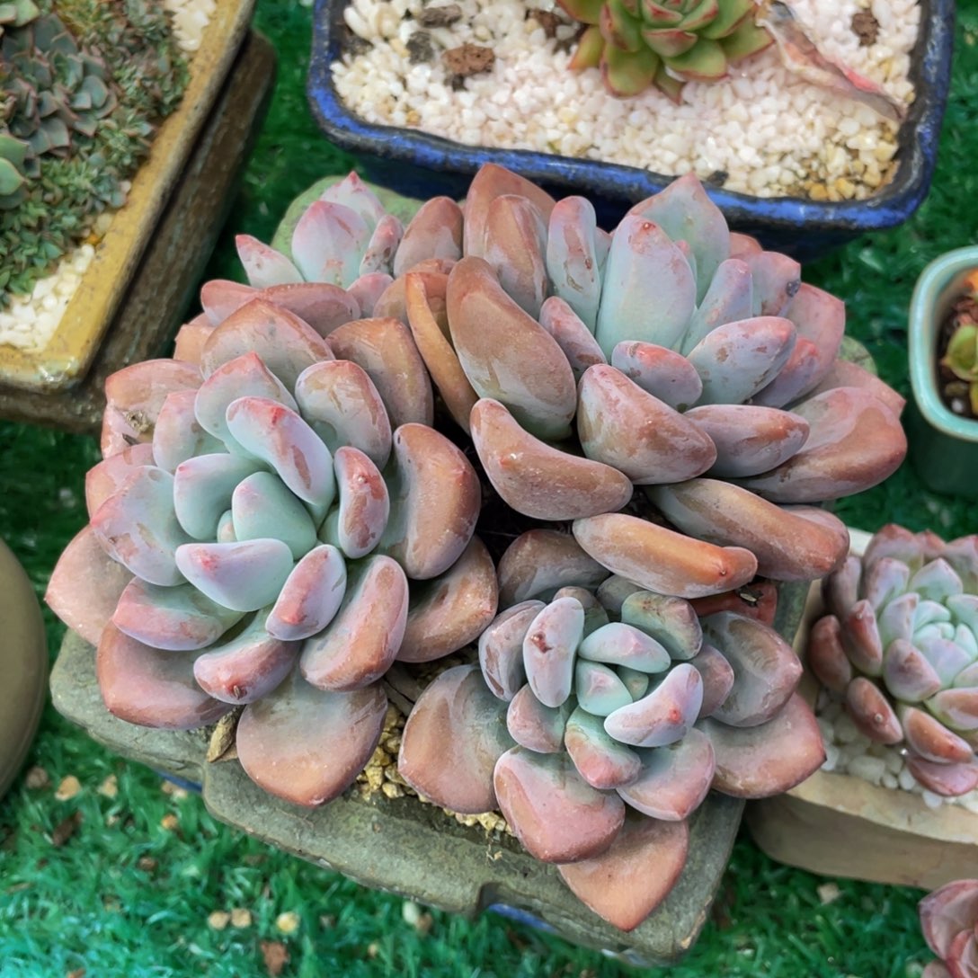 多肉植物盆栽多肉植物