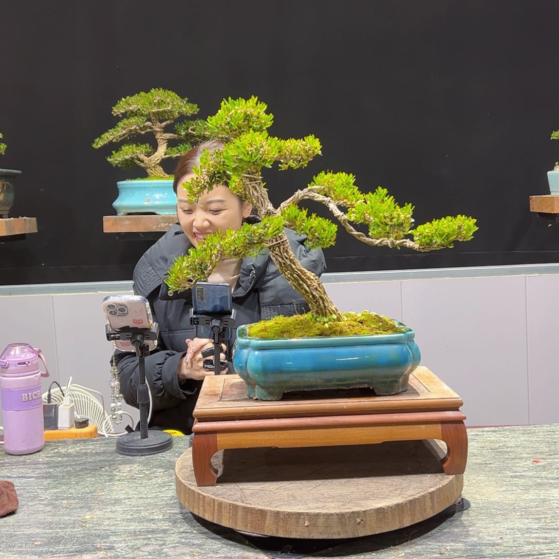 绿植黄杨盆景盆景