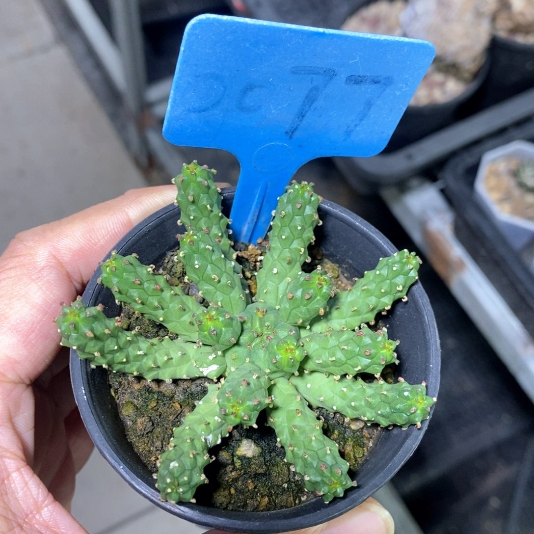 九头龙多肉植物一个