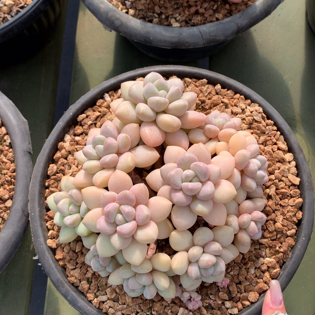 泡泡糖 多头 一颗   