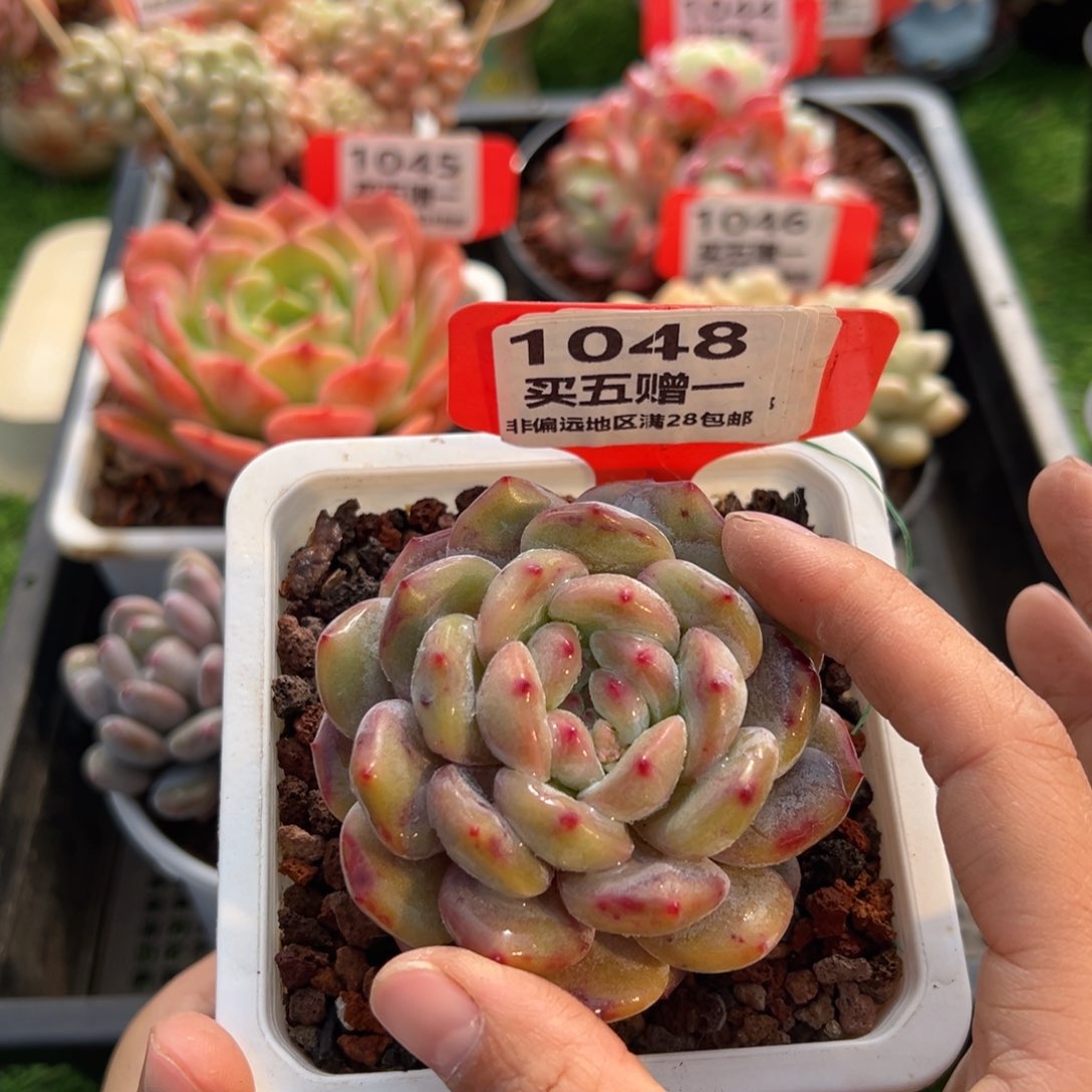 表妹精品多肉1048.