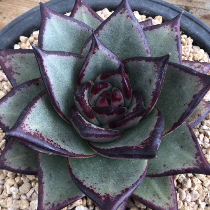 宽三角发色好看000000005