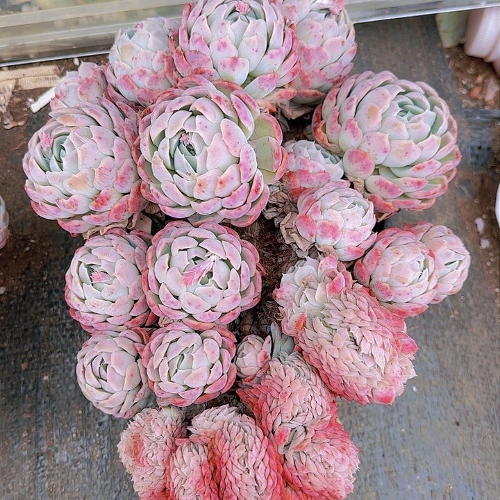 青*?可以用它在屏幕内观察物体在