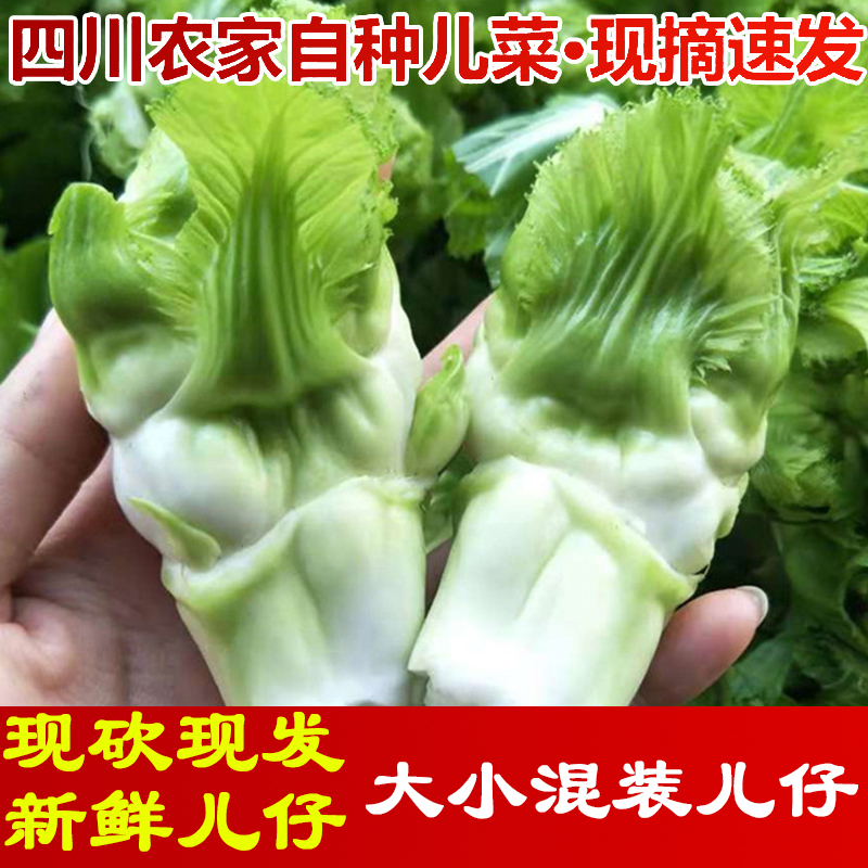 现摘新鲜儿仔光儿崽嫩农家自种娃娃菜四川特产蔬菜抱母儿菜