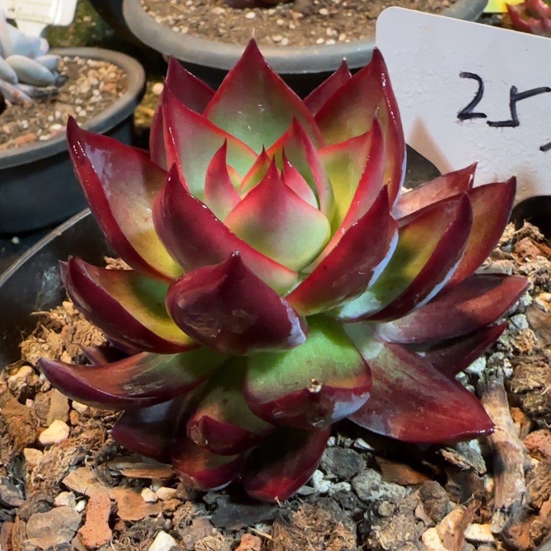 惊鸿一物一拍包装收缩花旱253