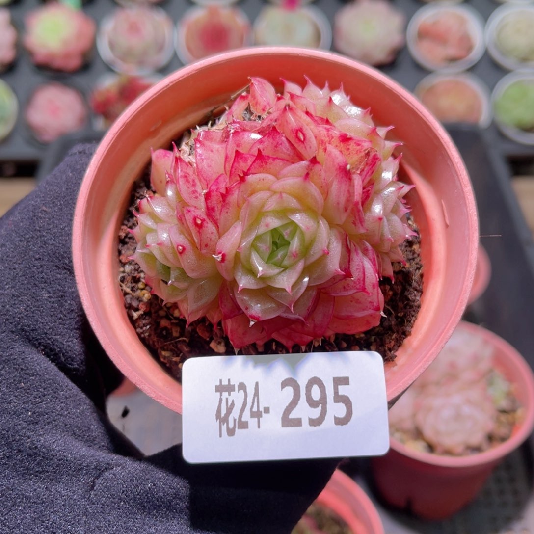 花利美24-295麦秆群