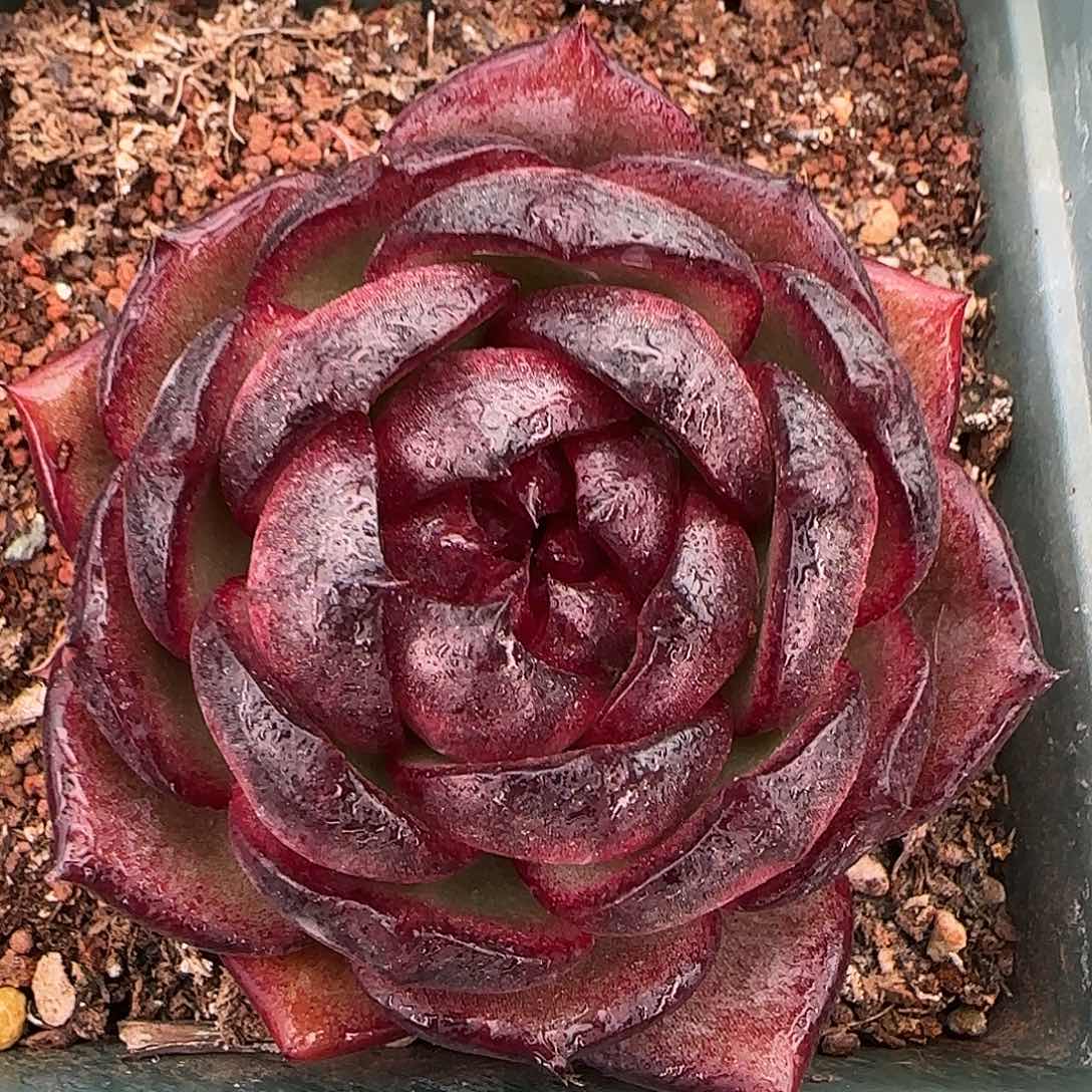 从前慢花园精选宝石