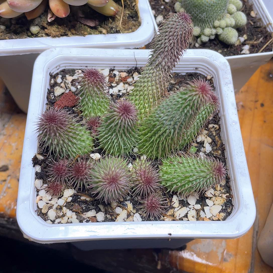 阿修罗多肉带盆发货