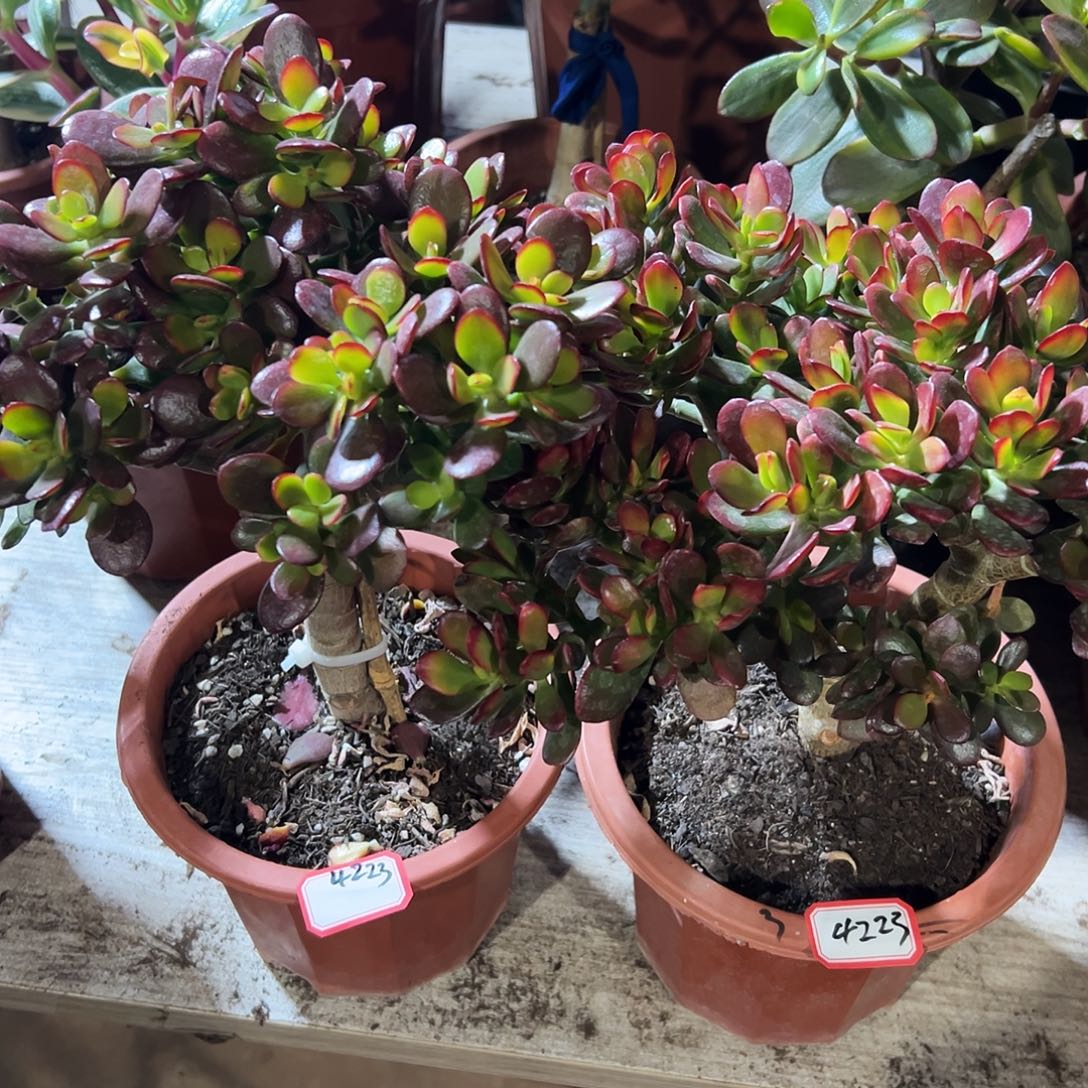 午***️稀有糖果两盆带土球4233