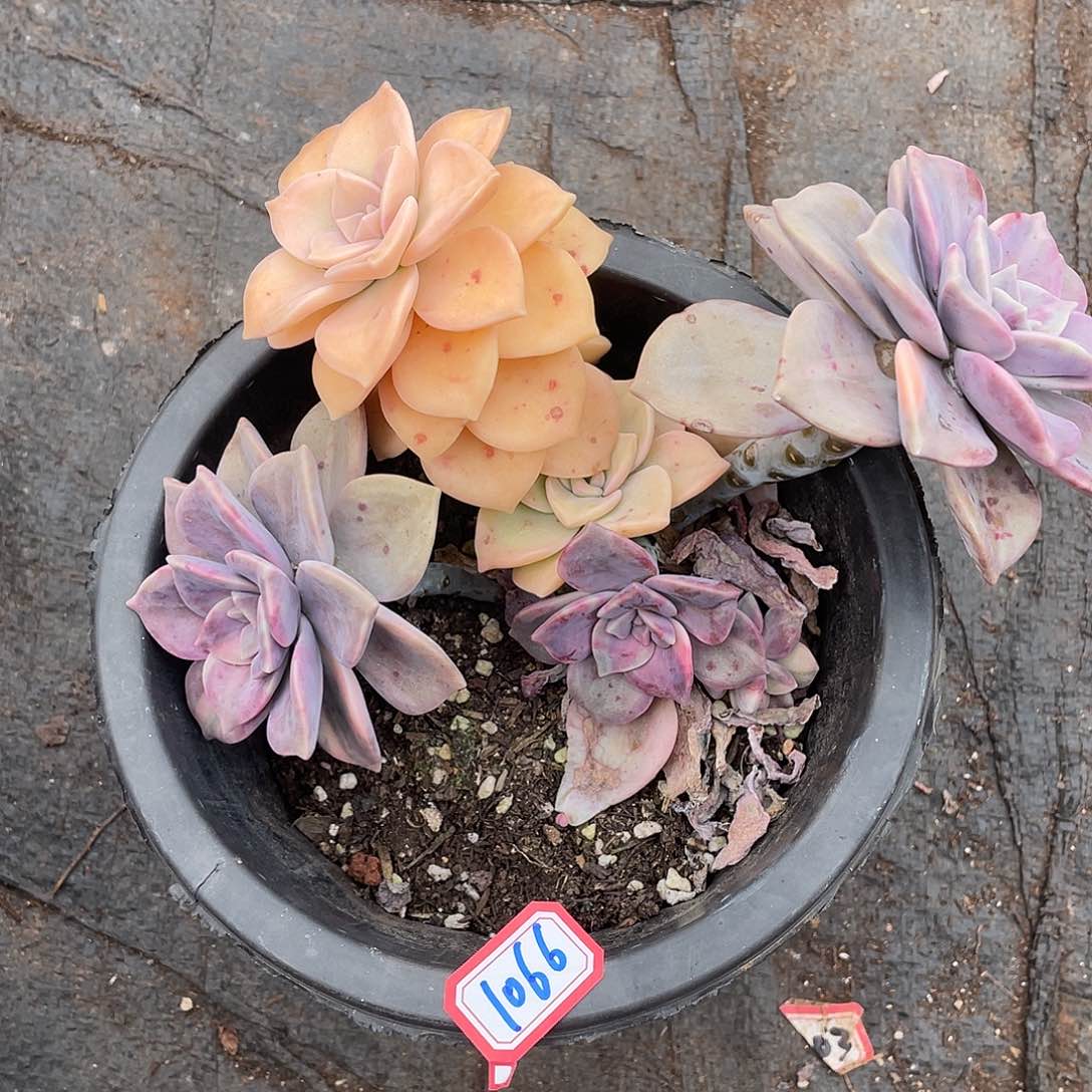 紫乐锦1066晓晓一物一拍