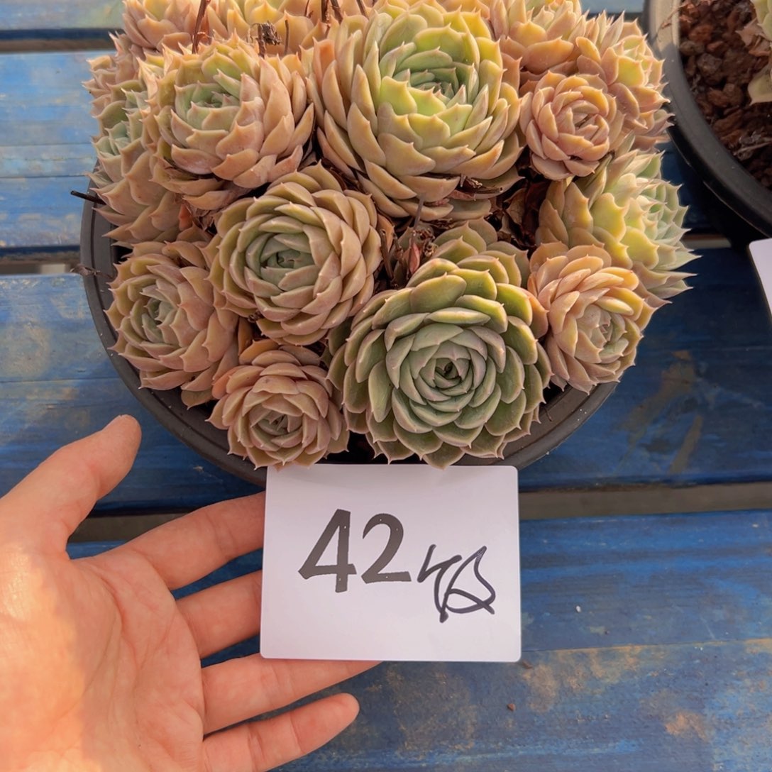 小****收42）想好吃好吃女必备的