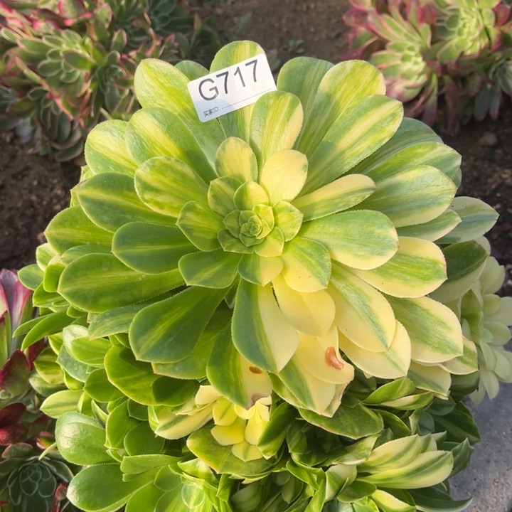 717五彩琉璃多肉植物