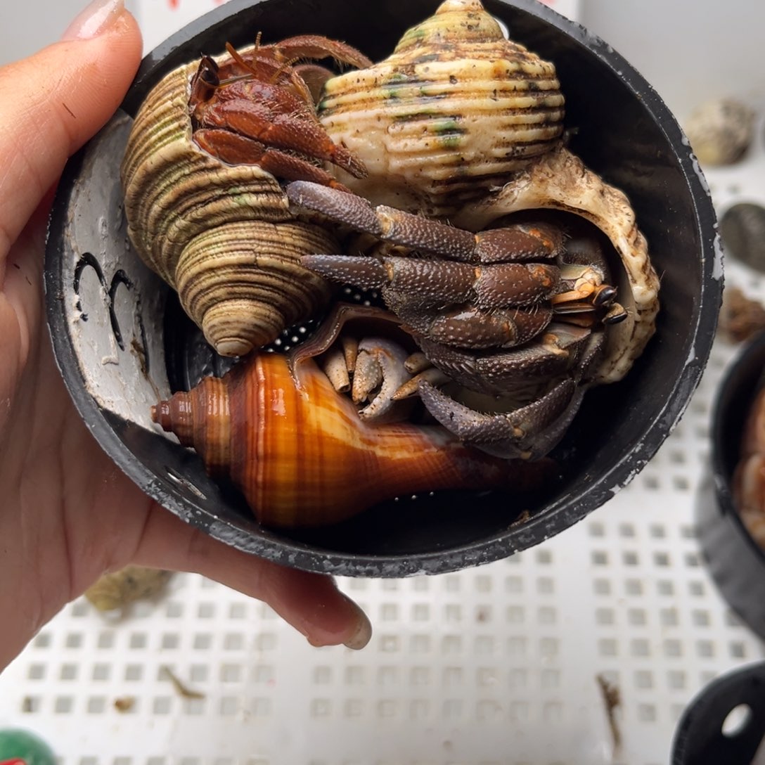 3号起拍 一手加一元