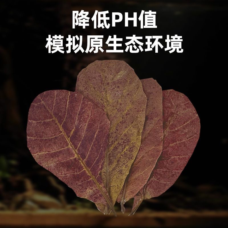 泰国斗鱼榄仁叶子改善水质PH值