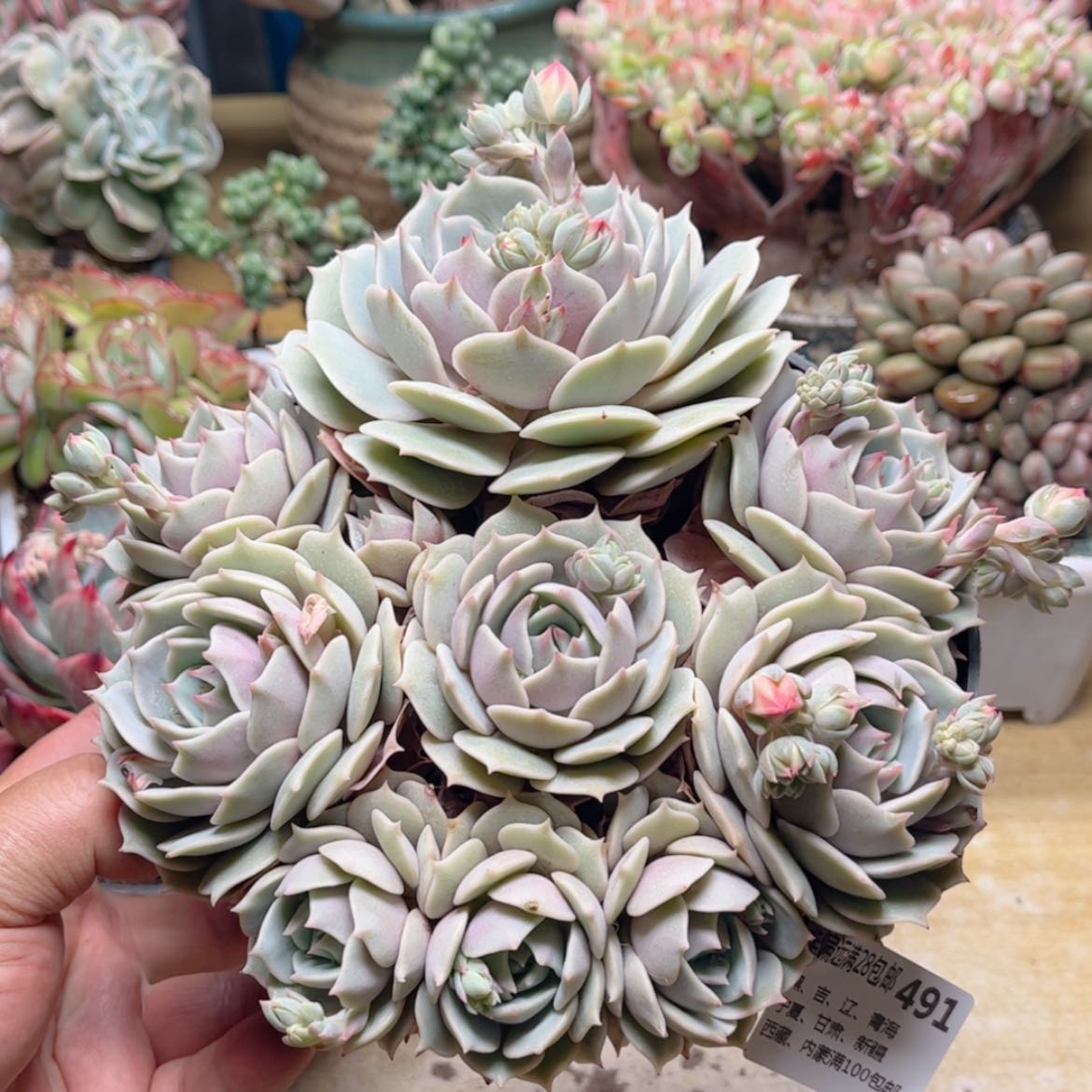 【闪购商品】491露娜连