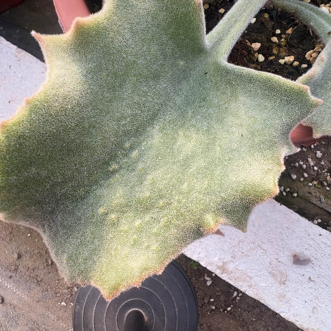 Q***Q20元3棵嫁木多肉植物