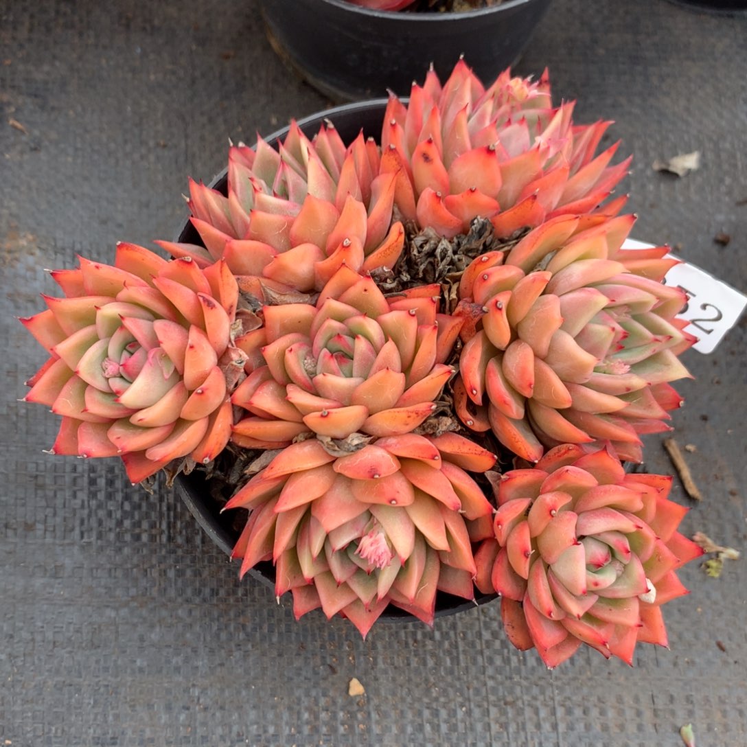 5852新年快乐发发发