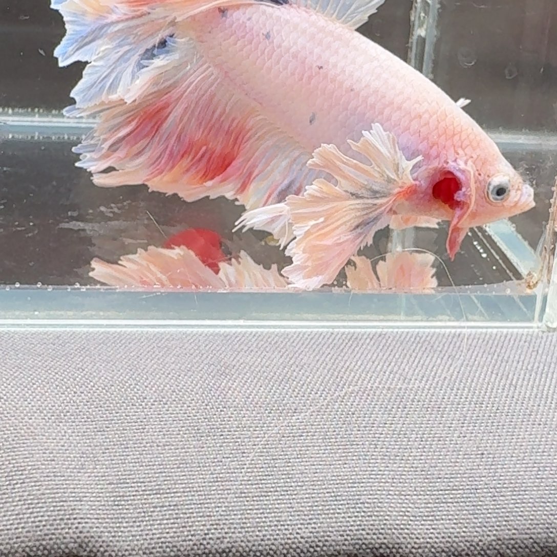 海水鱼2号印尼hmpk