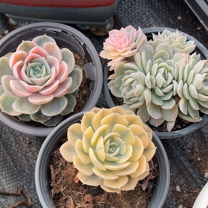 A***I三颗一起多肉多肉