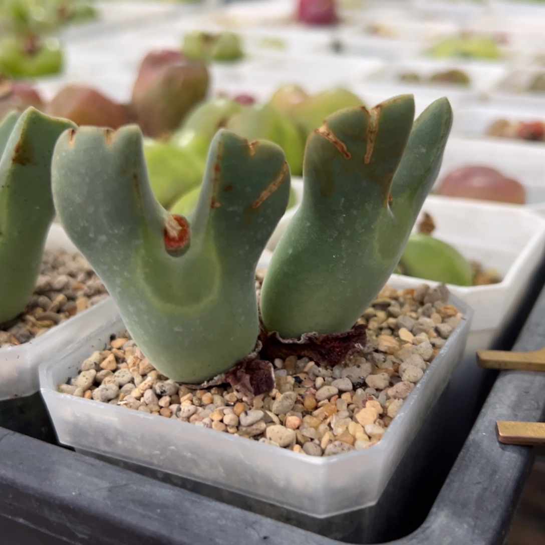 蛇***）单头价多肉多肉