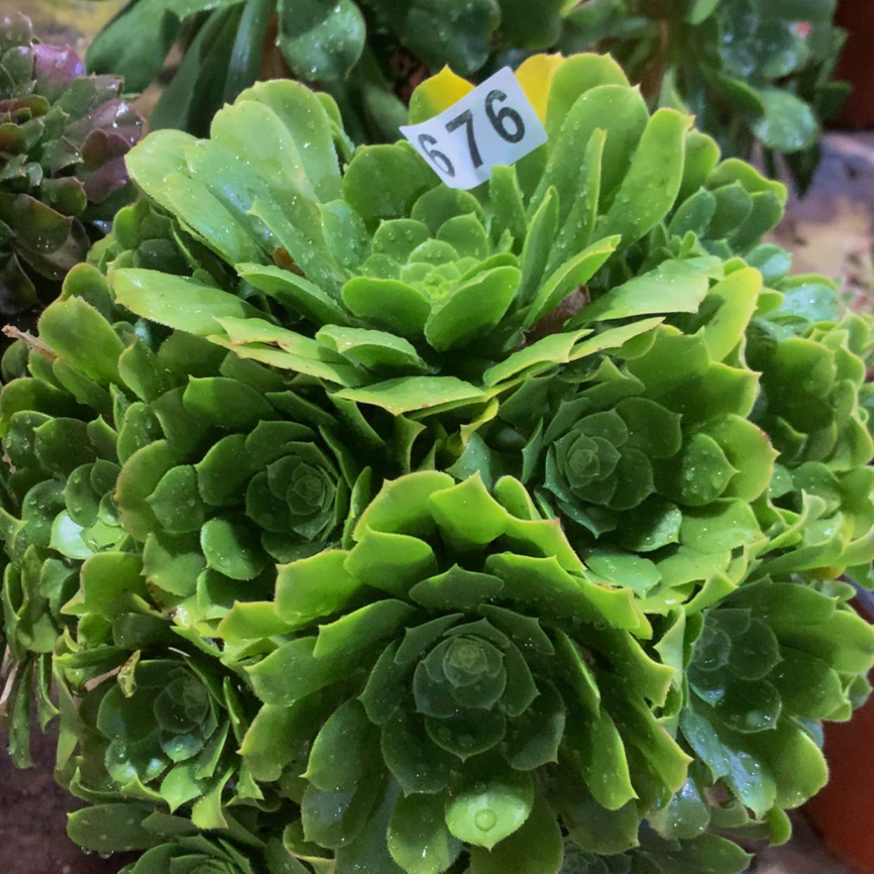 【闪购商品】676绿杨肉多肉