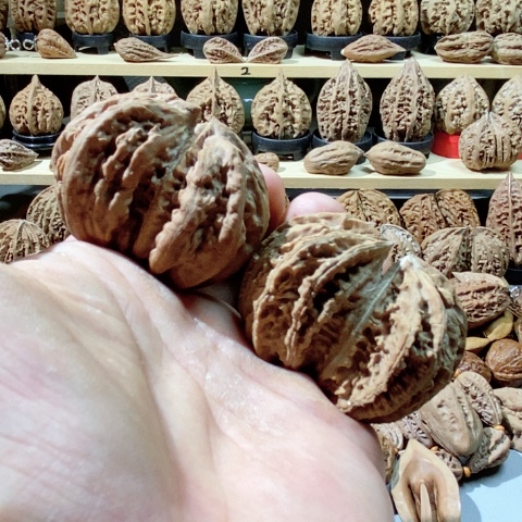 文玩核桃把件双棒连体 差尺 就是大