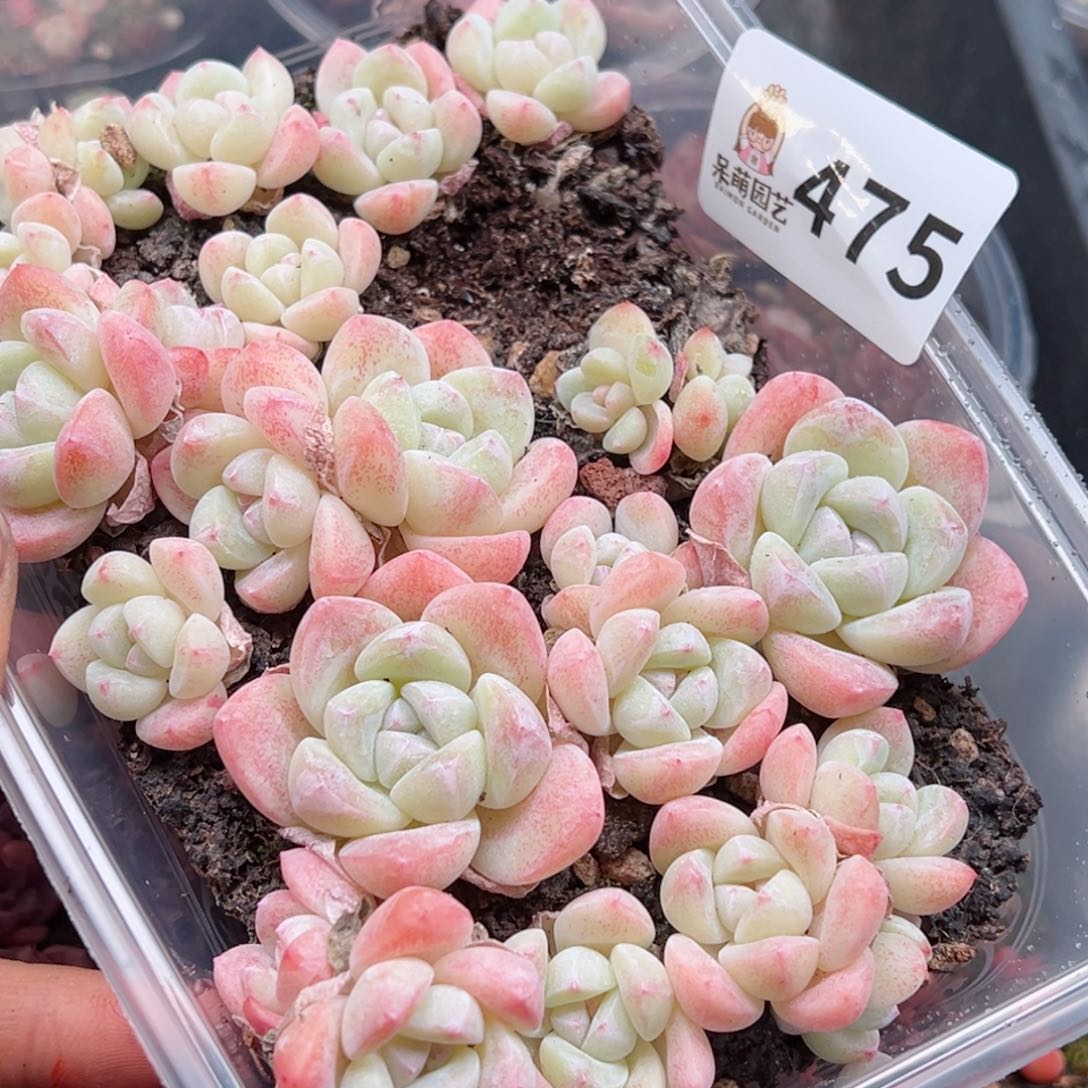 多肉植物多肉植物