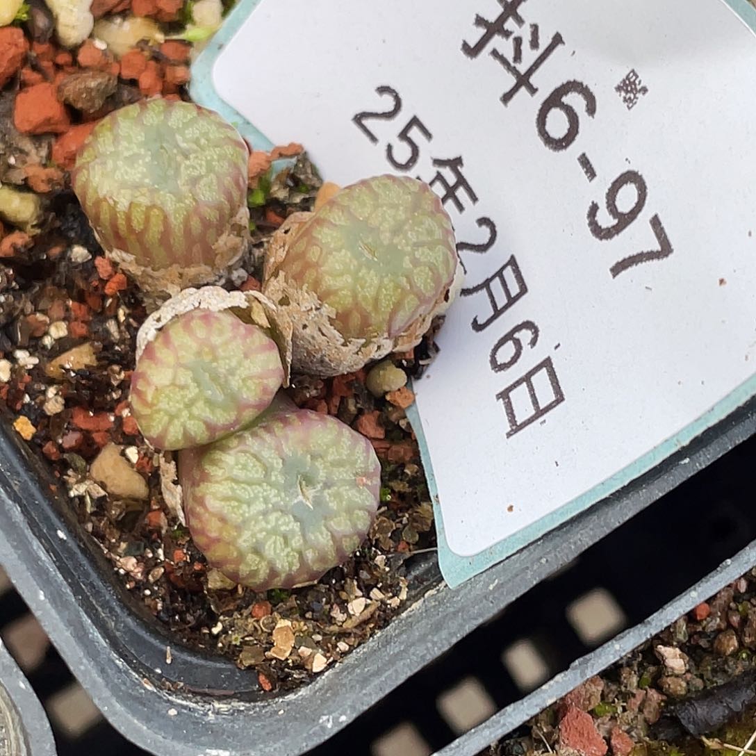 6-97肉锥多肉植物送奶杂