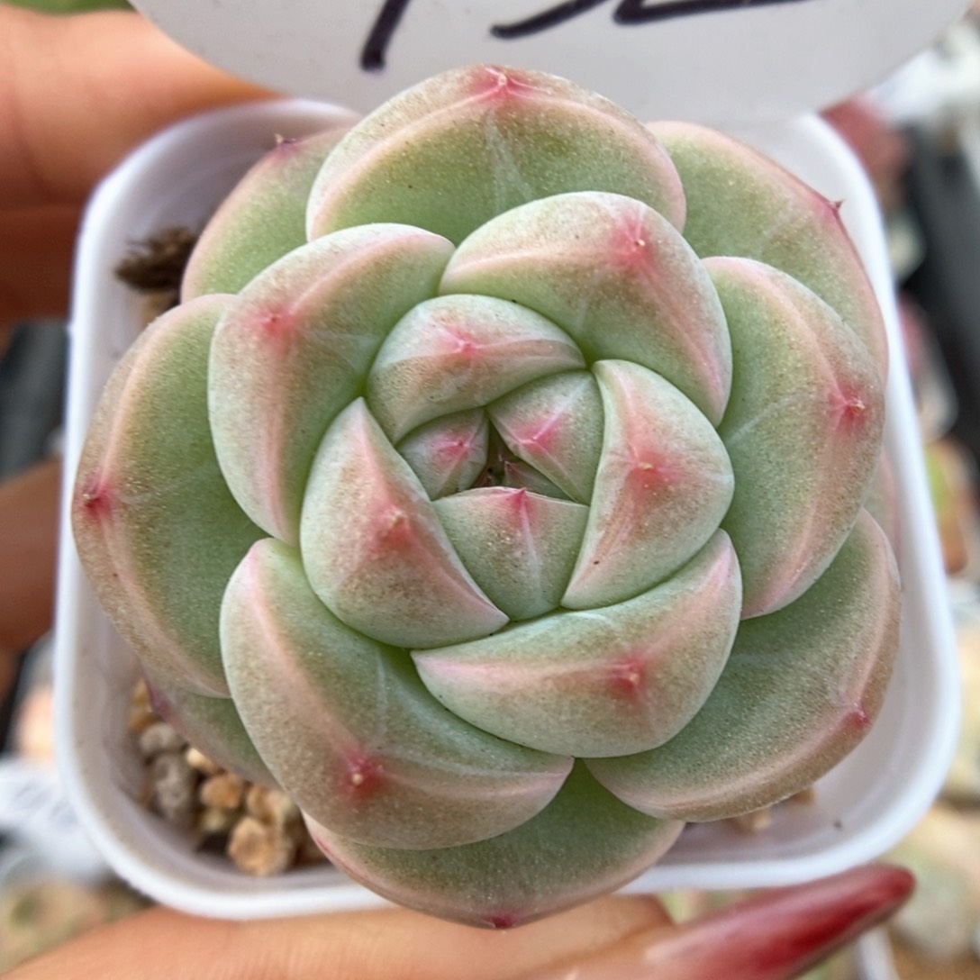 白露新品可拍932号