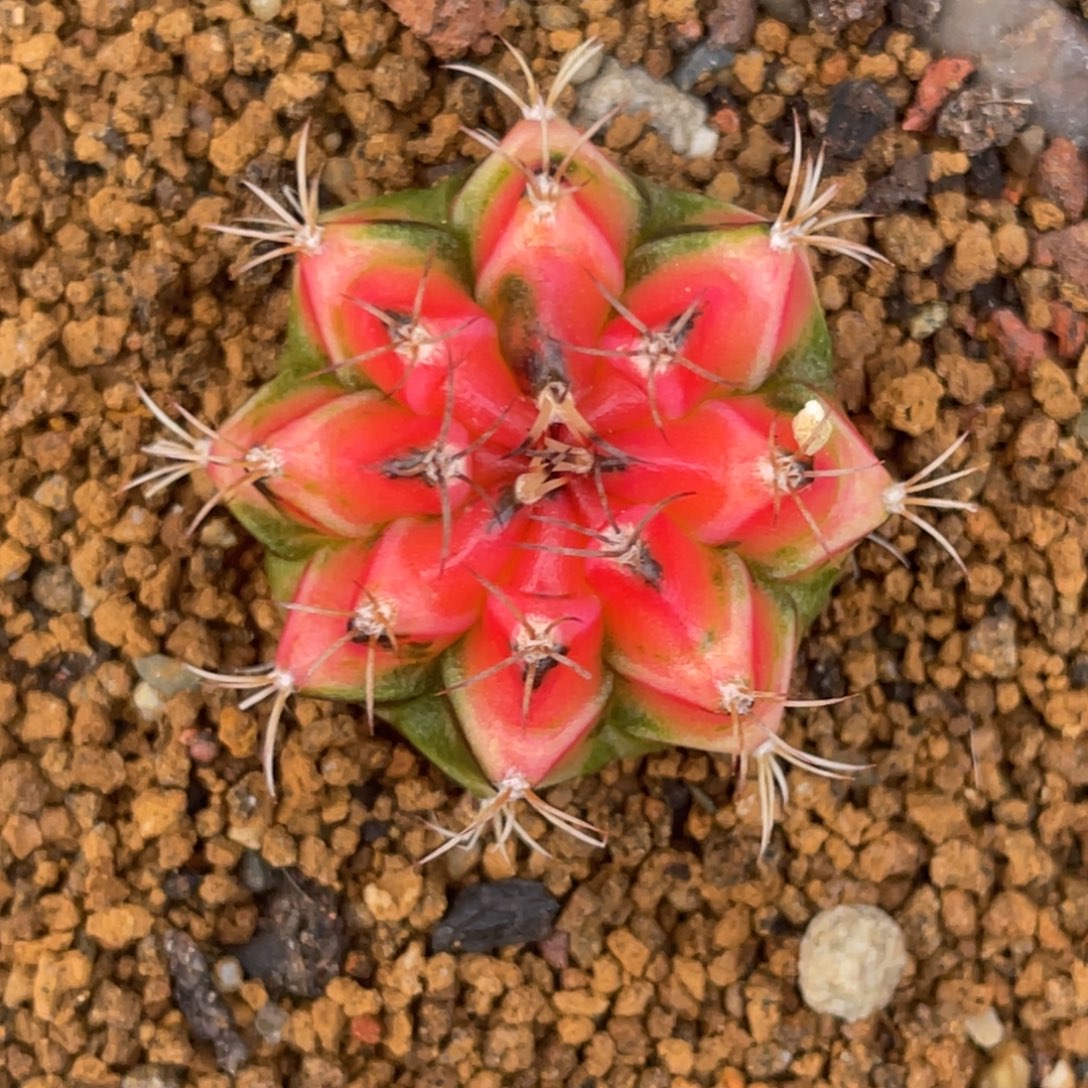 当前无花朵，栽培后可花朵粉水晶