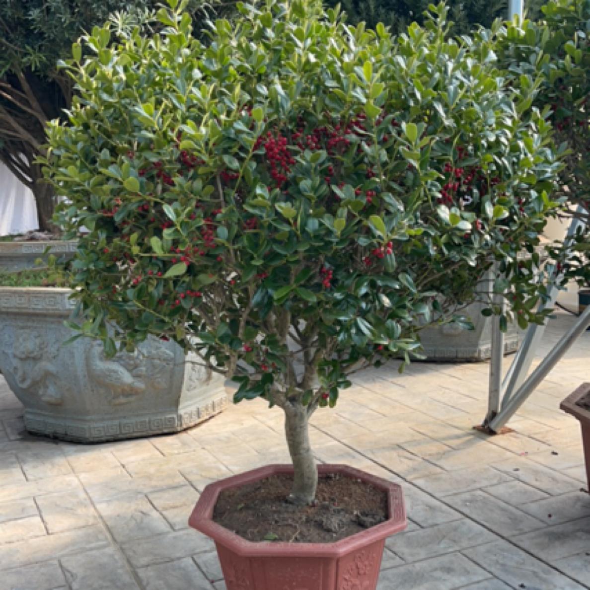 无刺枸骨金玉满堂鸿运果四季常青别墅庭院室内