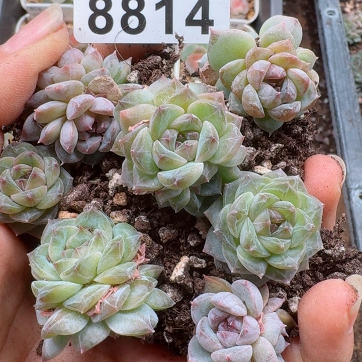 多肉植物多肉植物
