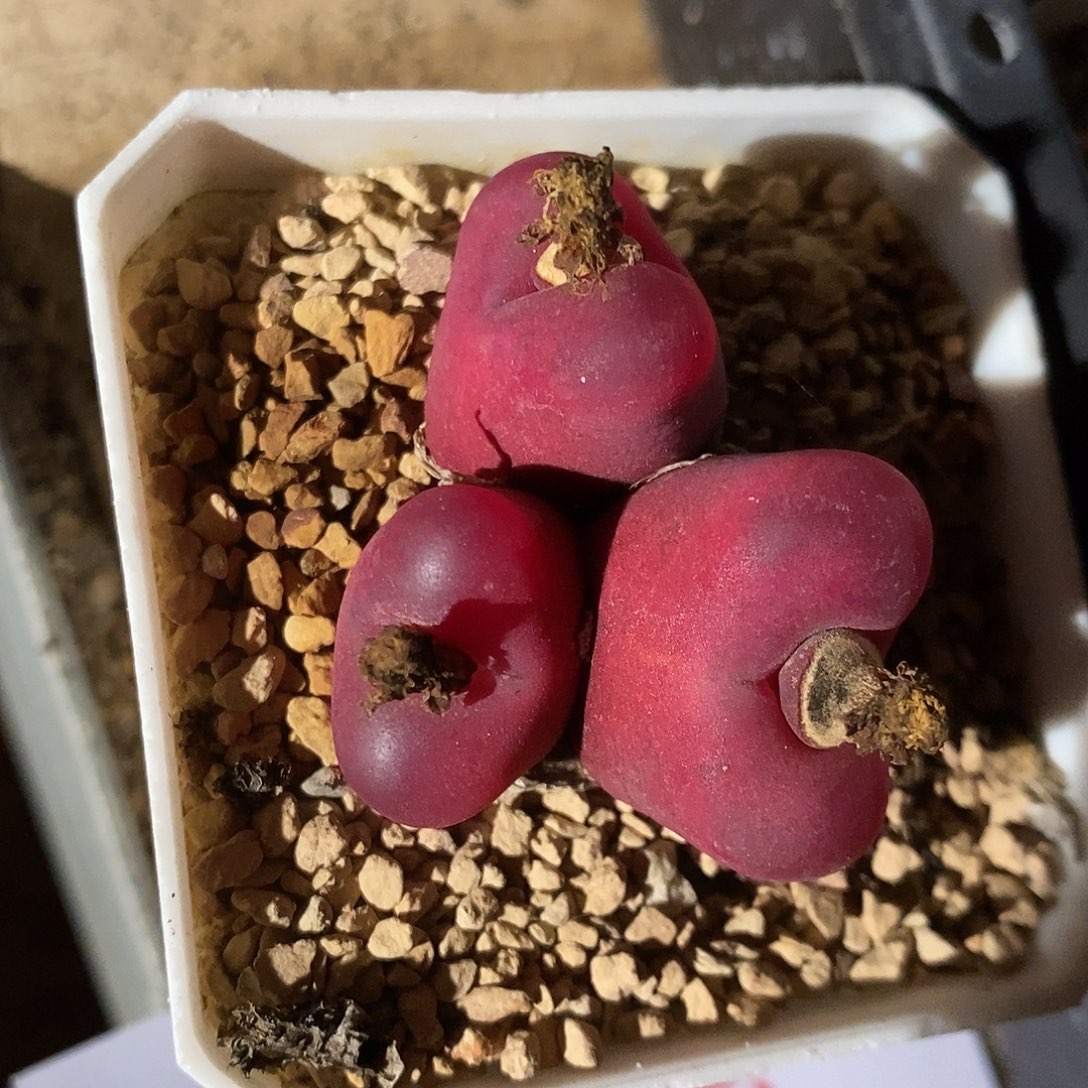 28428。    三头超毛。  