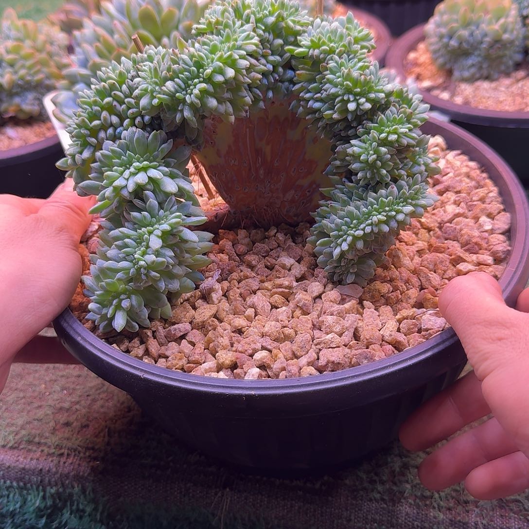 星影树缀无砍多肉