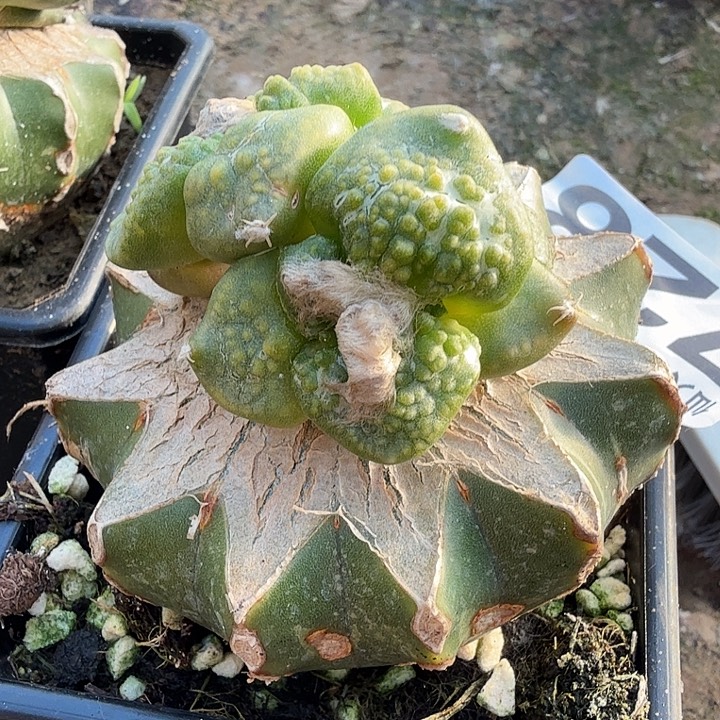 无花朵728哥怒牡丹锦东八