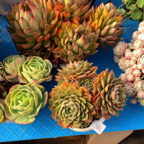 琳****发1376玫瑰夫人多肉