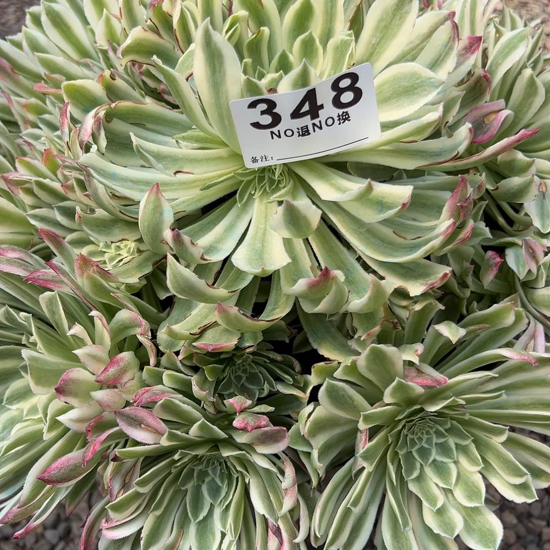 二**姨348多肉绿仙一个