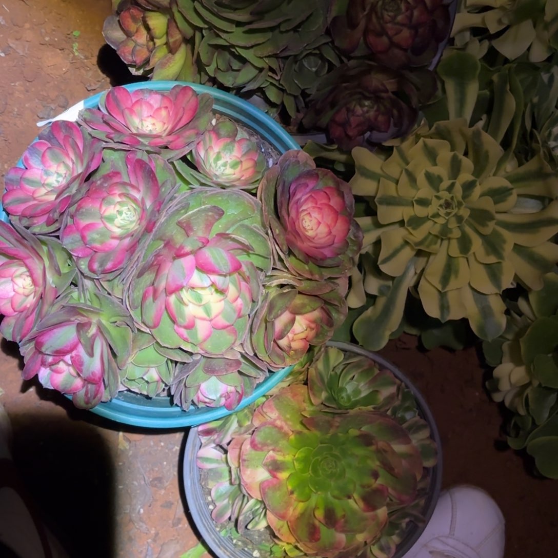 云南多肉植物组拍