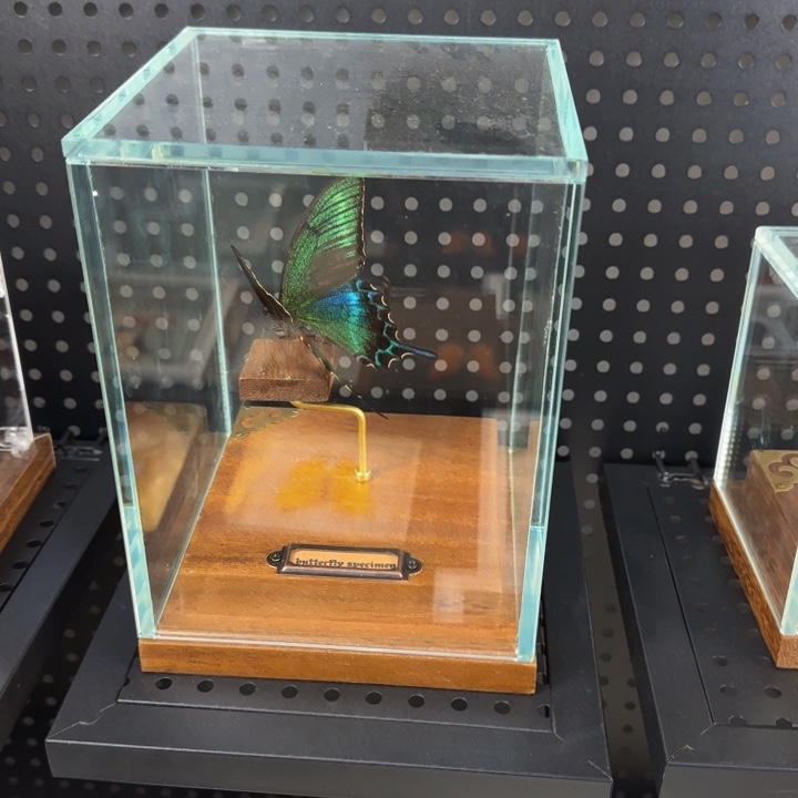 蝴蝶标本蝴蝶标本