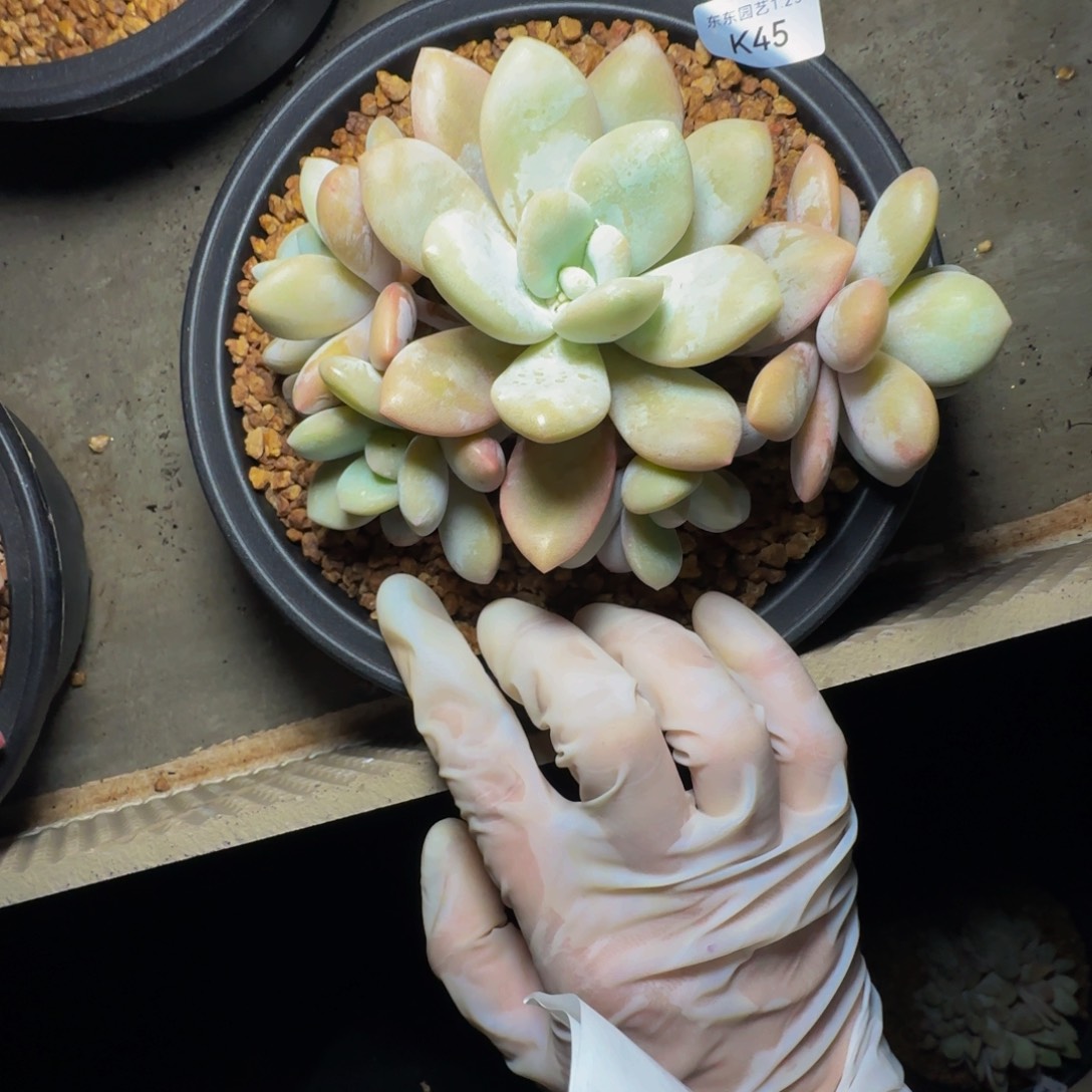 k k k k k k k k 45