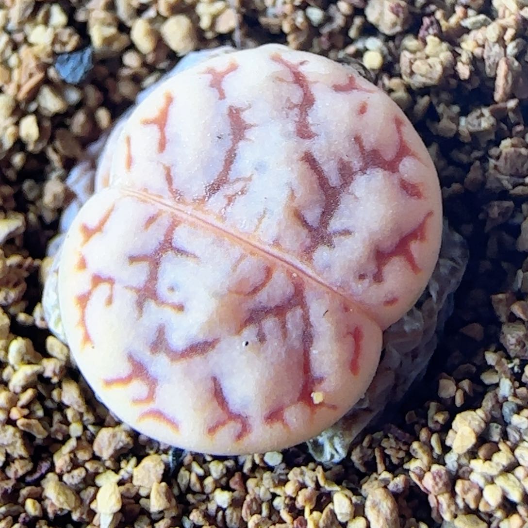 3.7.35/花叔种源261