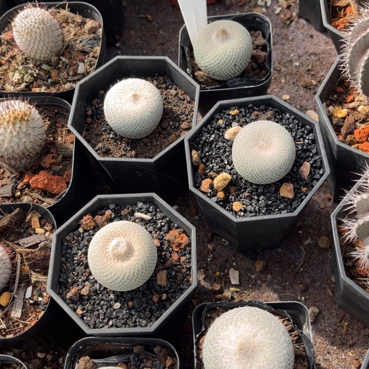 实生小人帽好养皮实好养