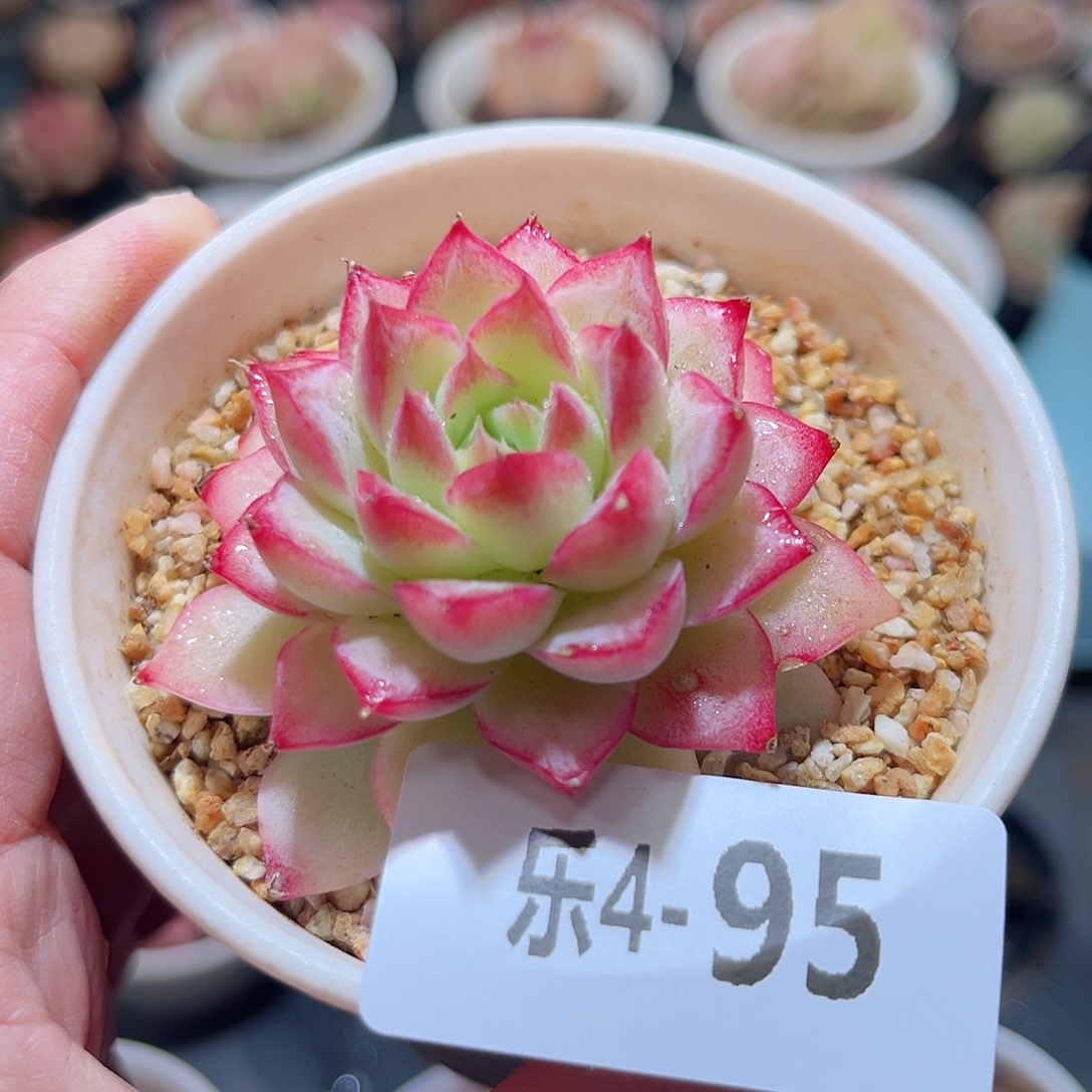 乐4-95 女王单头 