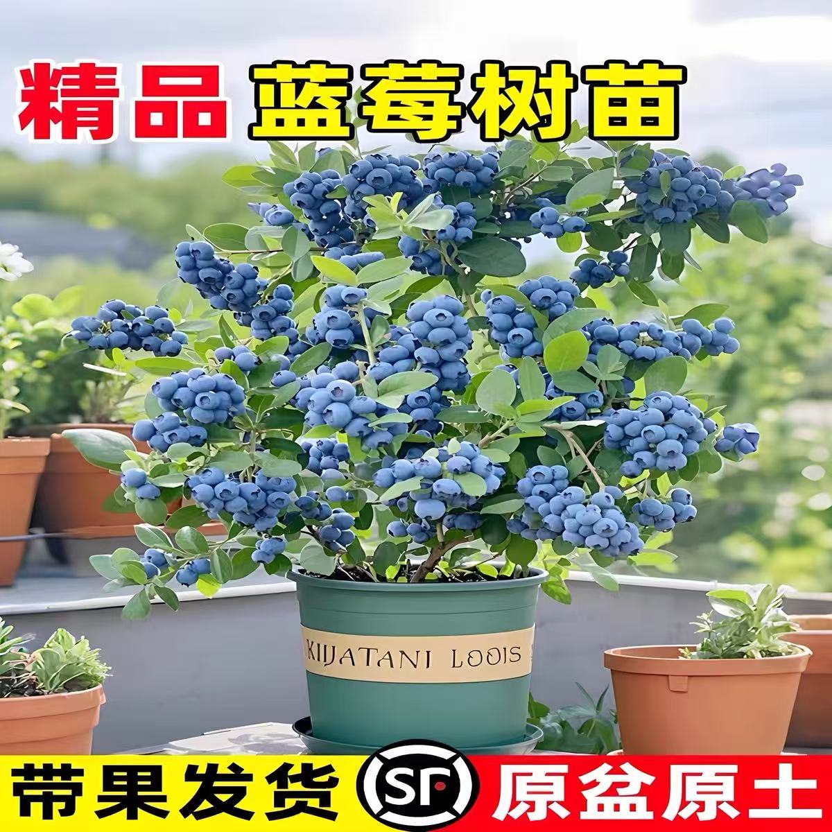 F6蓝莓苗露天地栽苗庭院果树耐寒好养